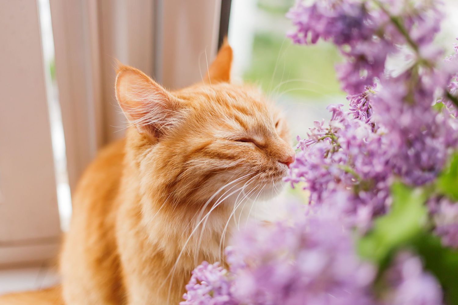 orange cat sniffing lilacs