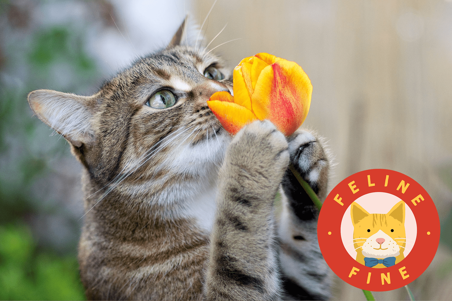cat sniffing a tulip with feline fine logo