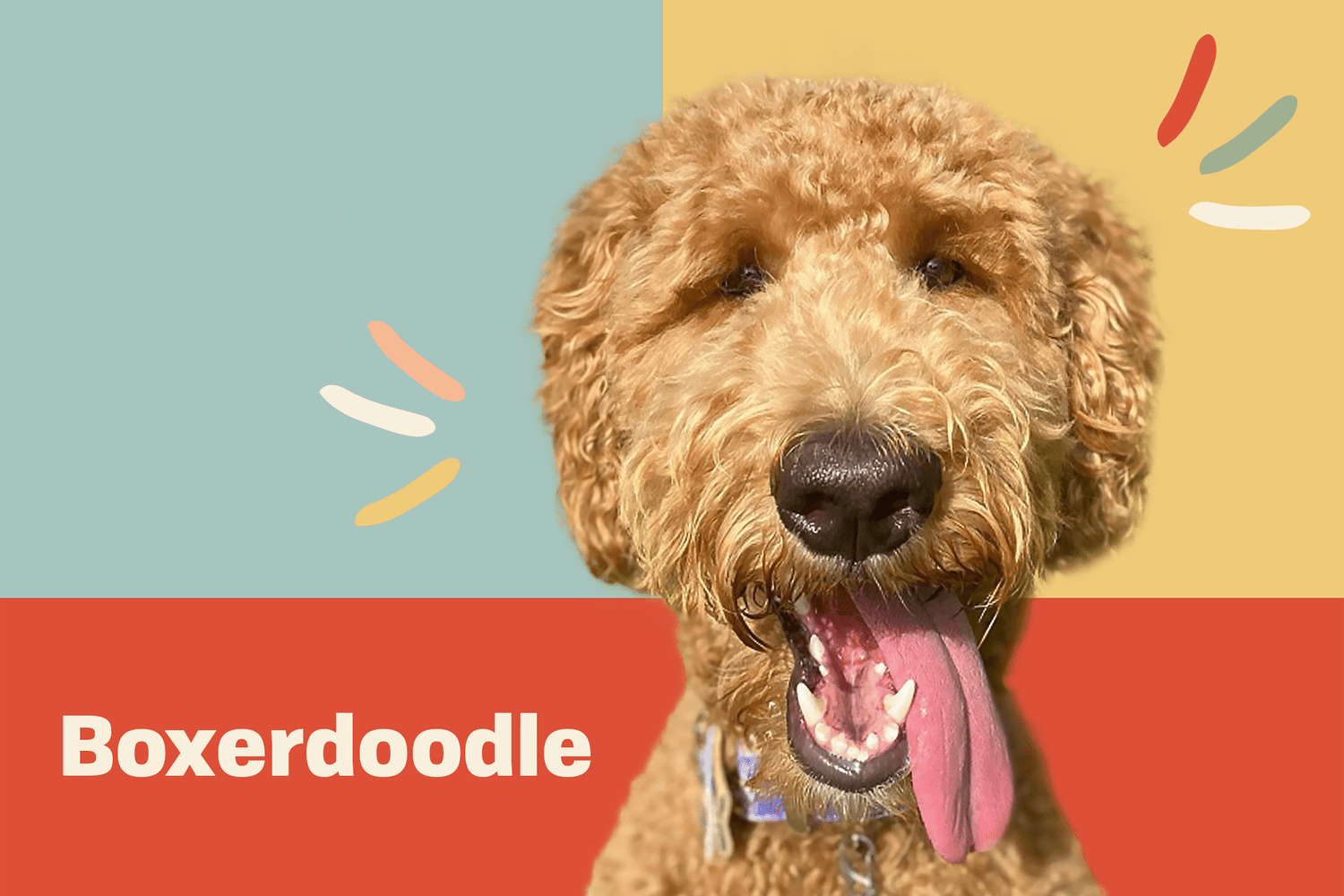 boxerdoodle dog breed profile treatment dog with long tongue out