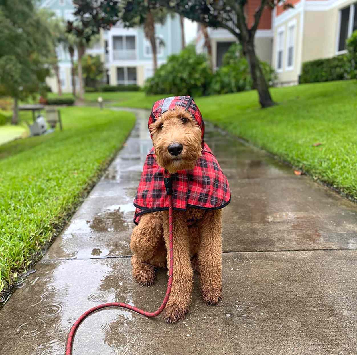 boxerdoodle wearing a red plaid raincoat