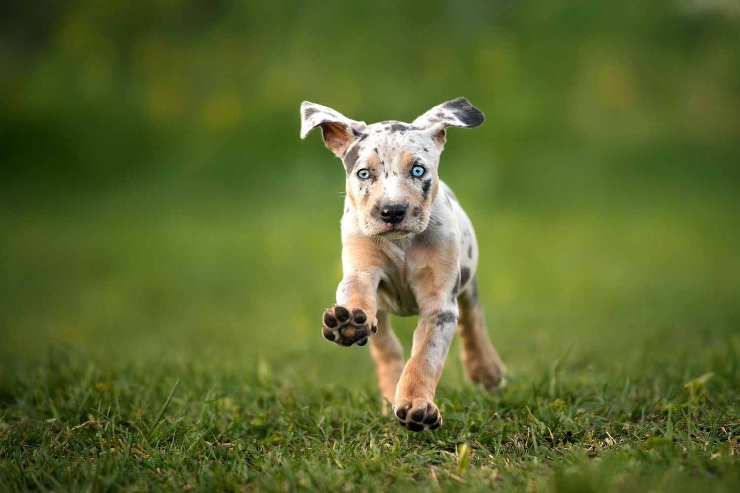 catahoula leopard dog puppy running