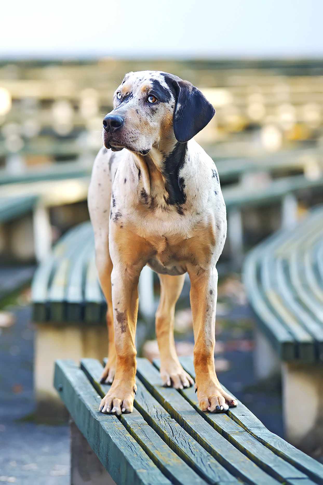 catahoula leopard dog standing on wooden bench