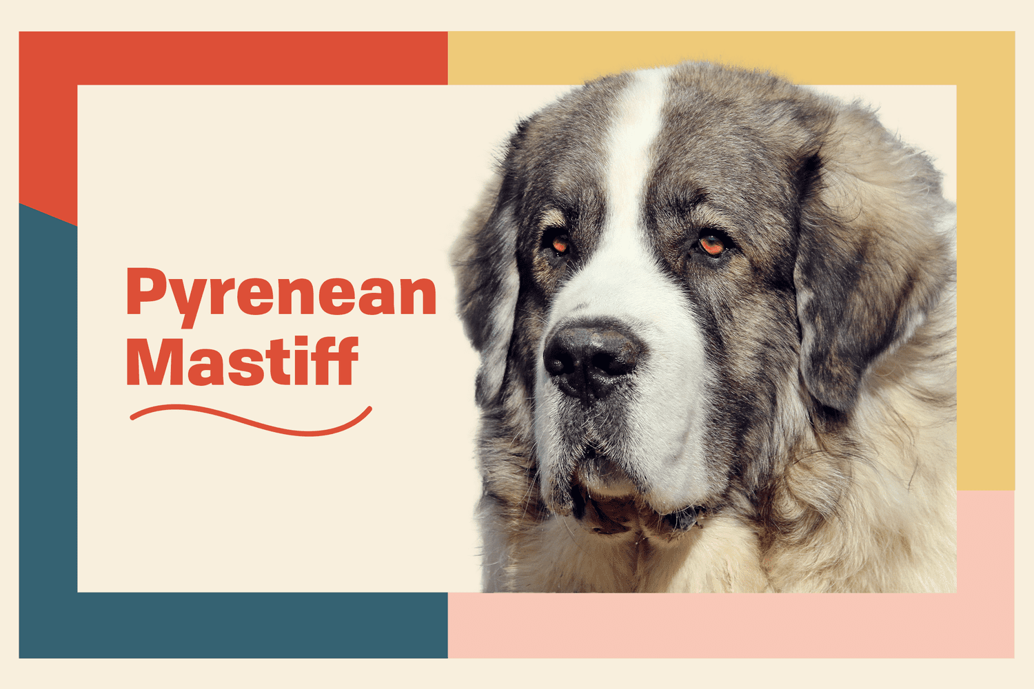 pyrenean mastiff dog breed profile treatment