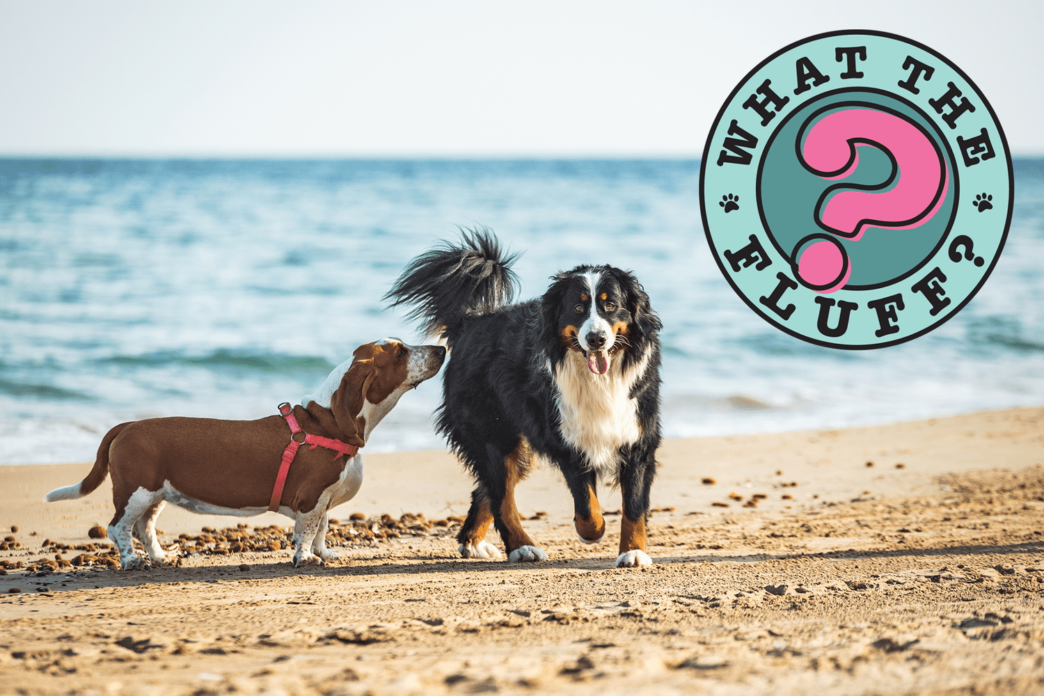 dog sniffing another dog's buttt on the beach with what the fluff logo