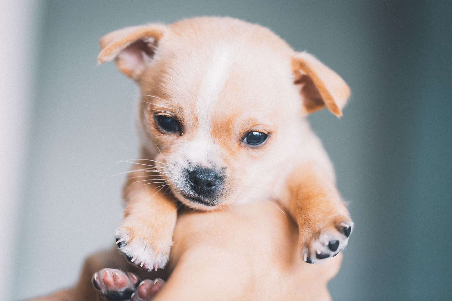 hands holding small Chihuahua puppy