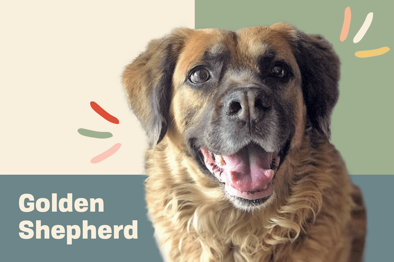 golden shepherd dog breed profile treatment
