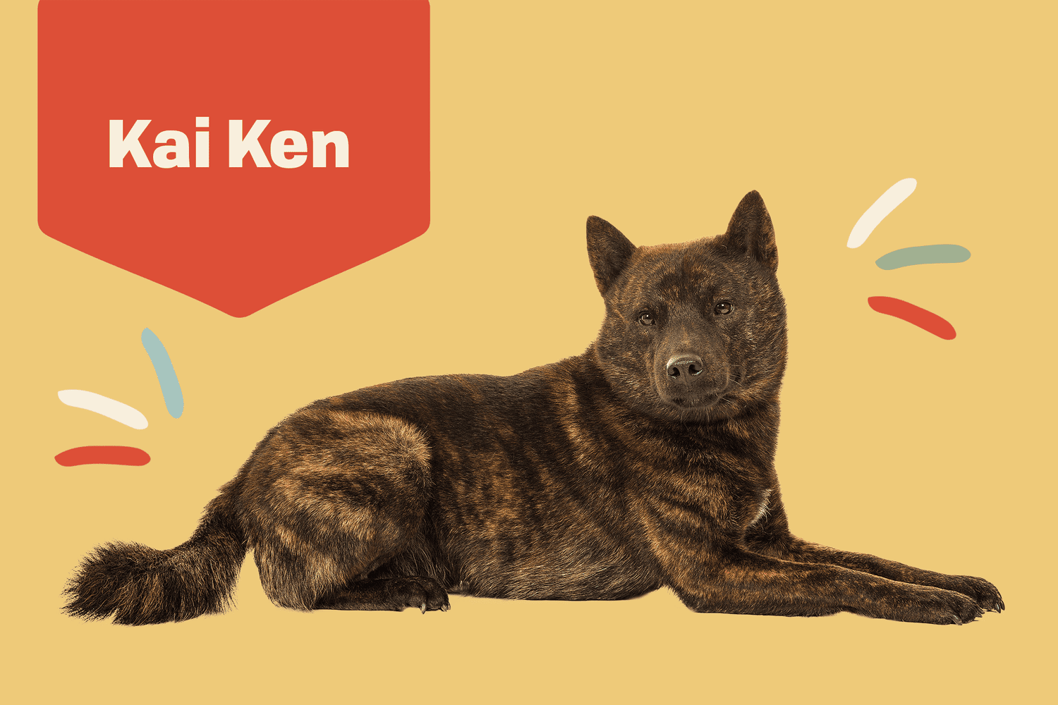 kai ken dog breed profile treatment
