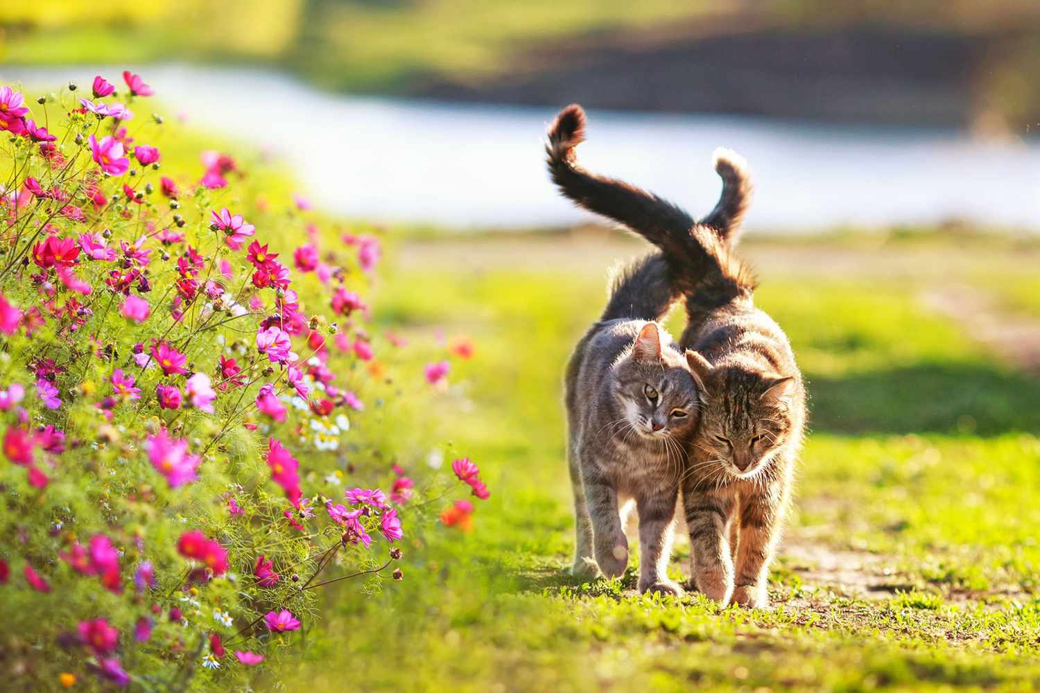 two cats walking together outside near spring flowers