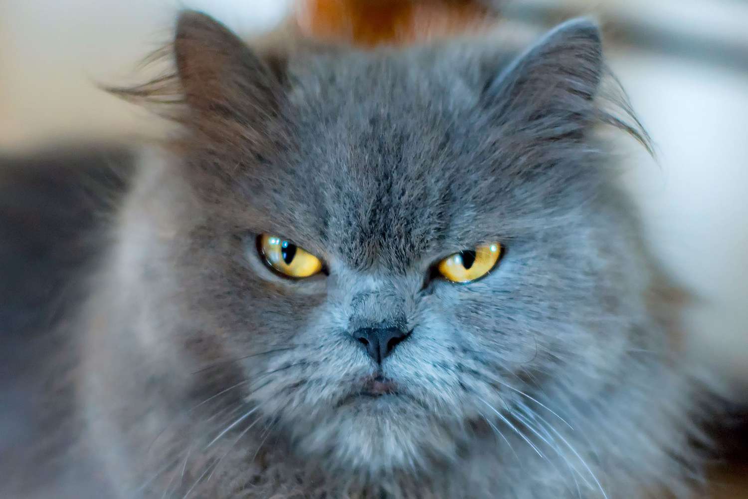 closeup of a grumpy gray cat