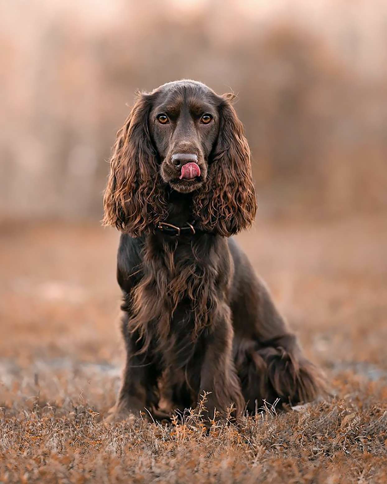 field spaniel sitting in a field with her tongue out