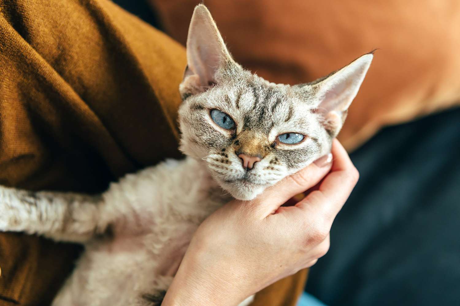 woman holding Devon Rex with her hand hold his head