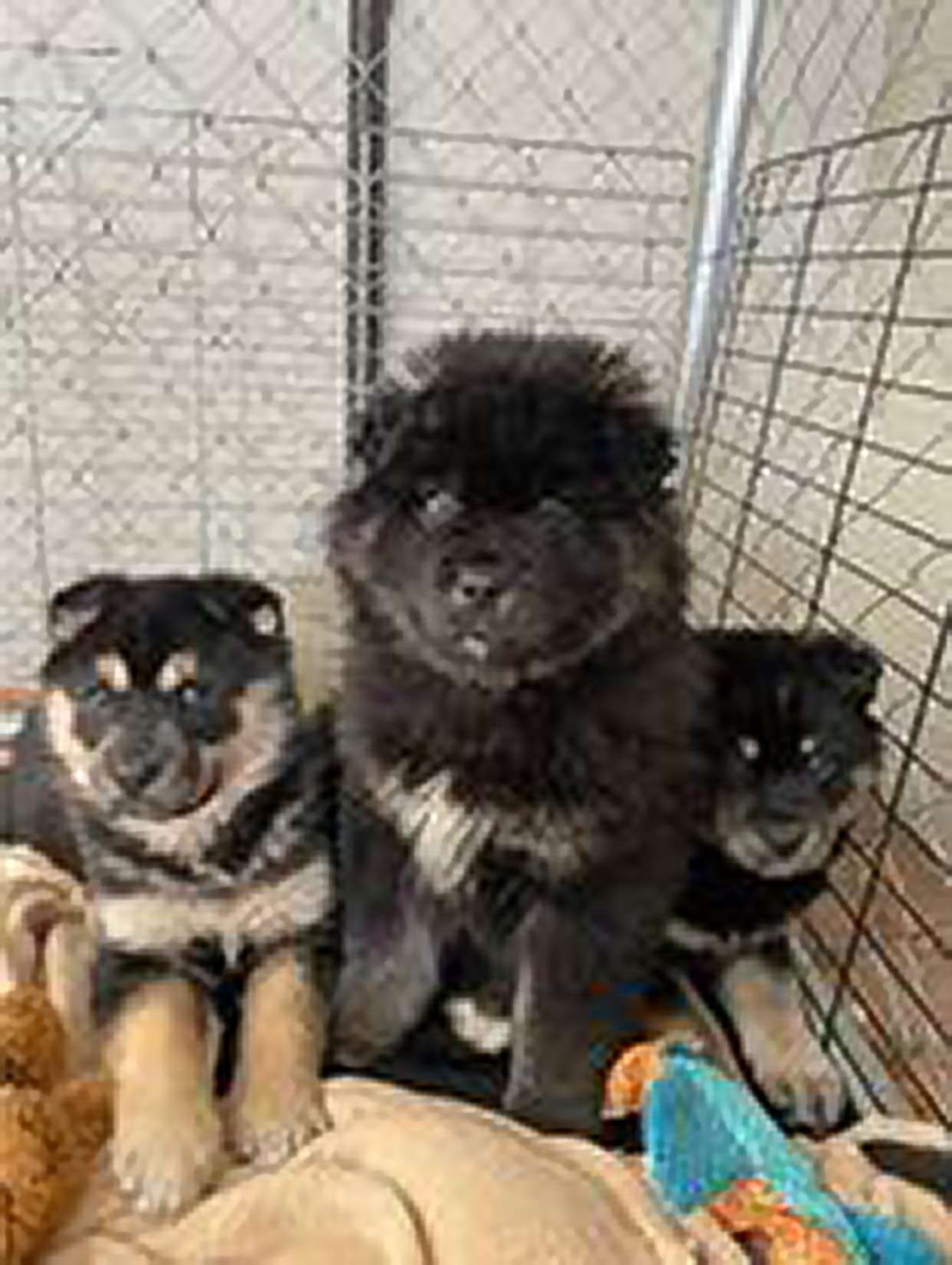 puppies rescued from dump