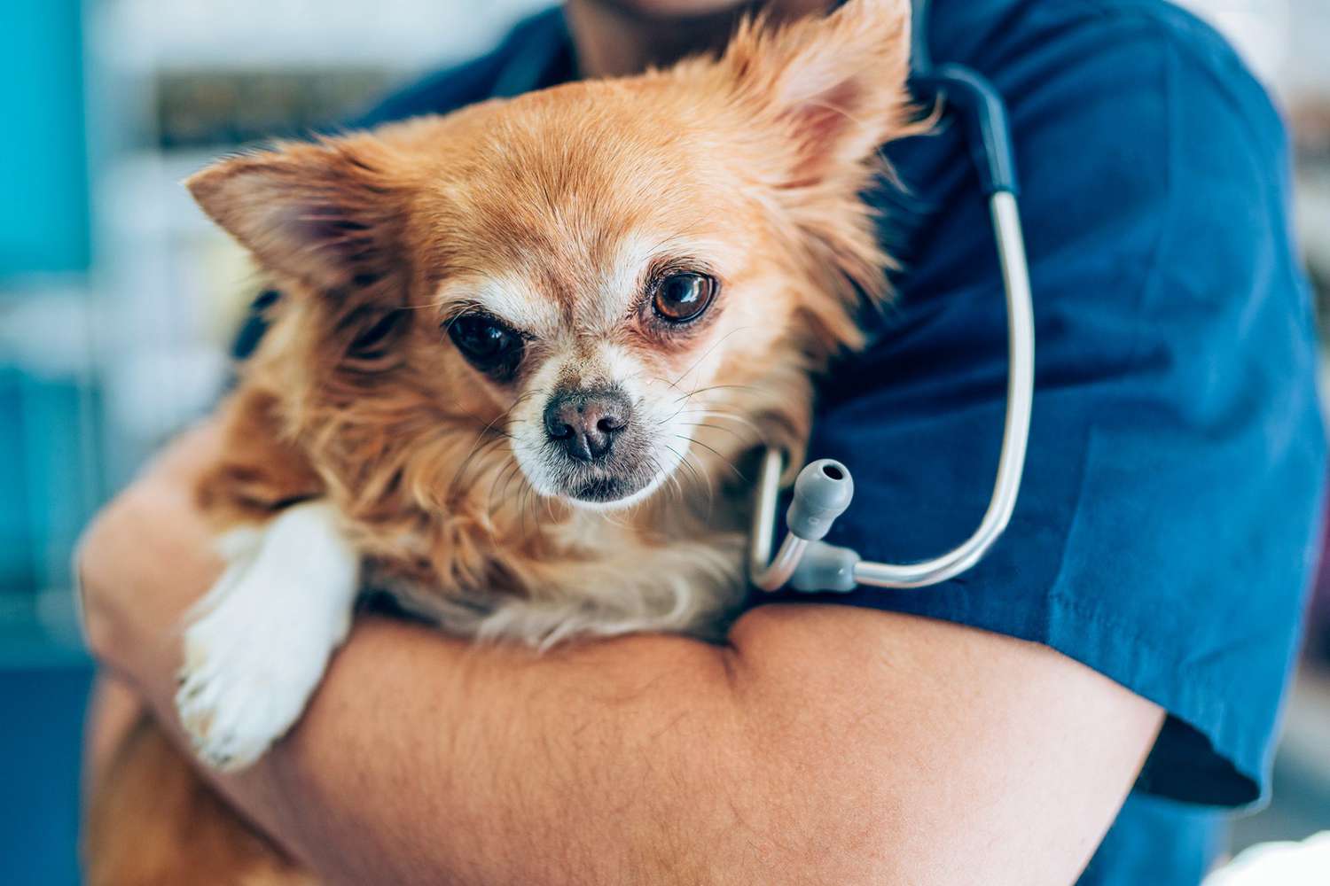 Antibiotics for Dogs: Uses, Side Effects, and Safety | Daily Paws