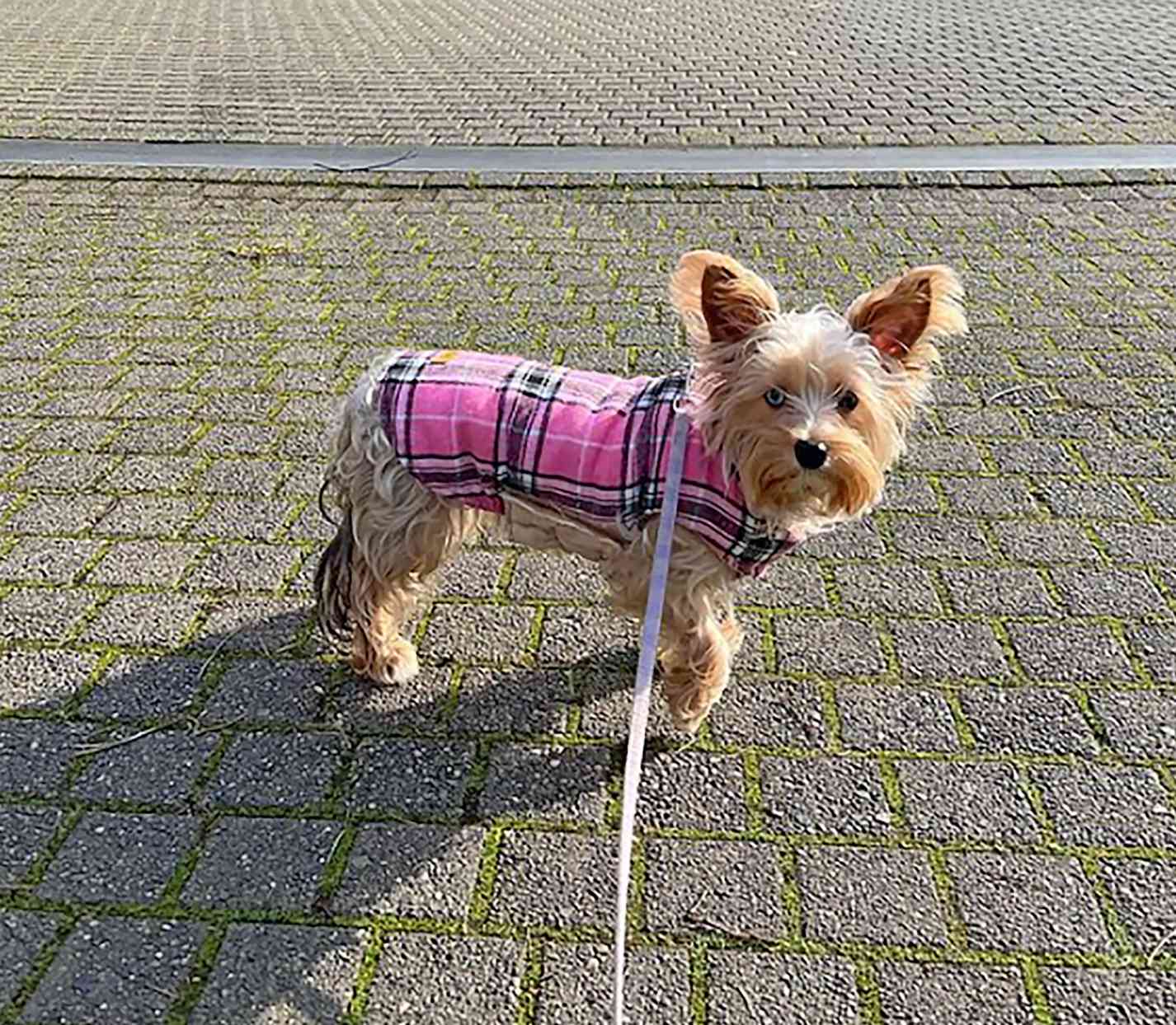 tan dorkie dog in a pink jacket and harness