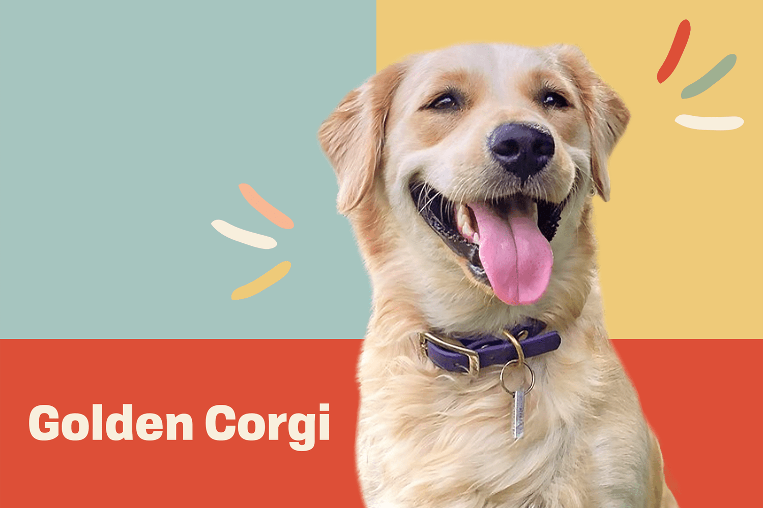 golden corgi dog breed profile treatment