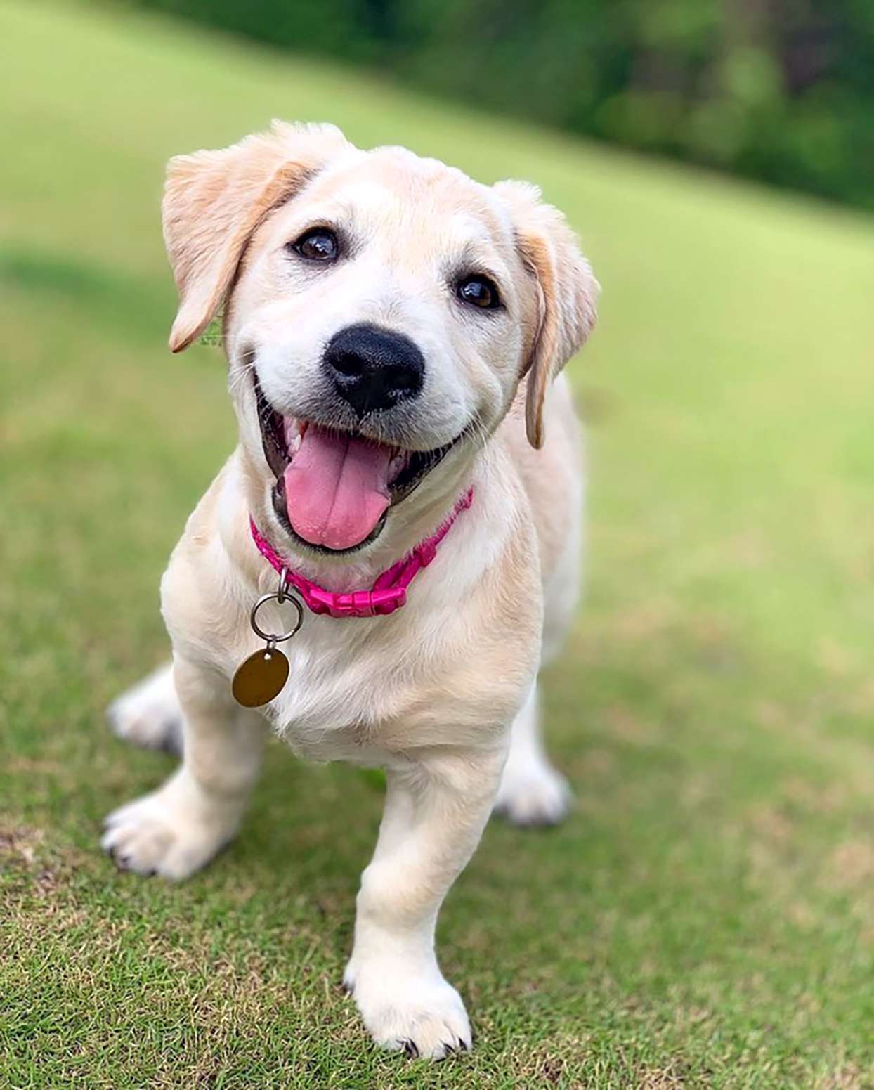 golden corgi puppy wearing a pink collar smiling in grass