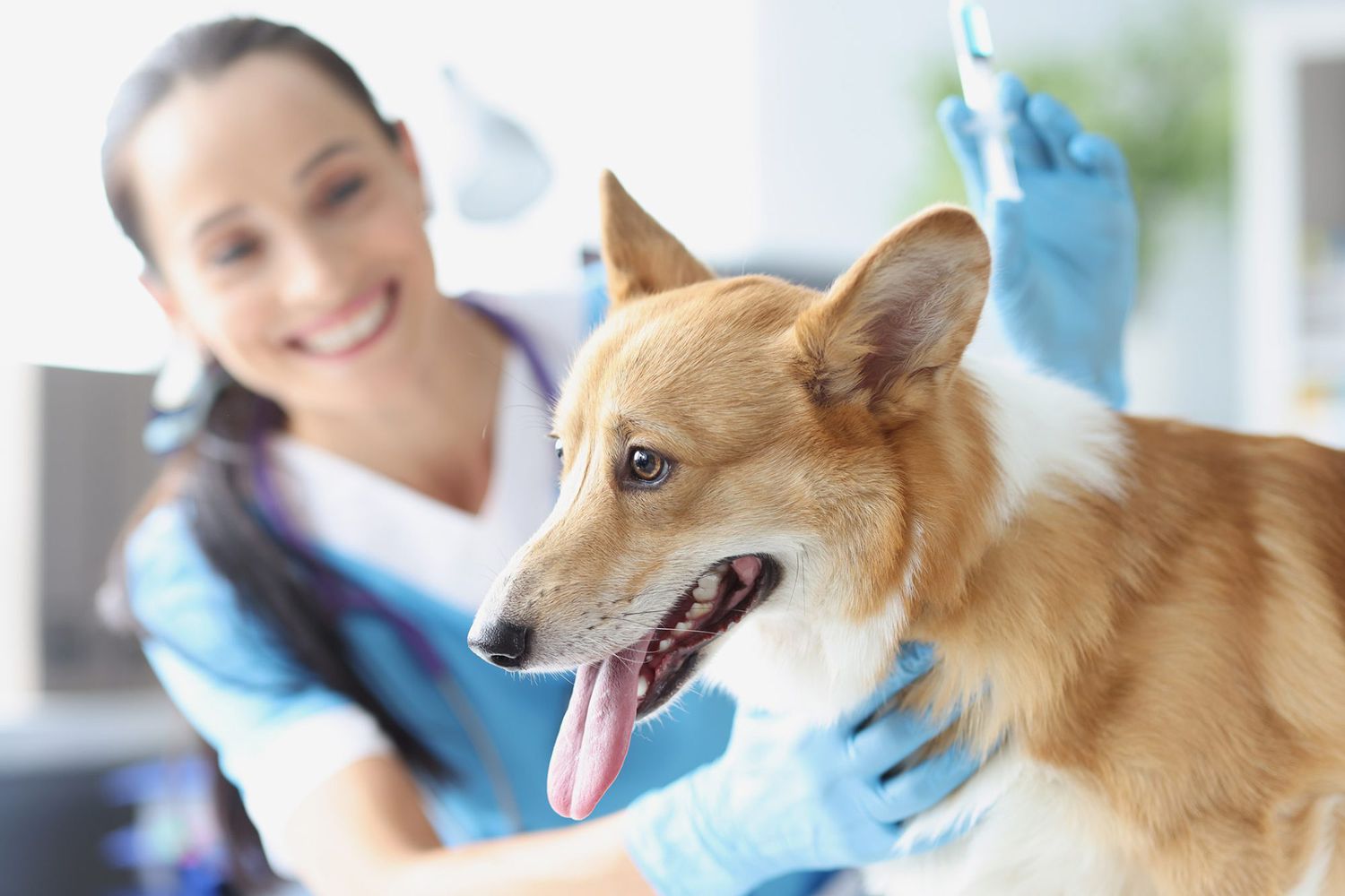 Parvo Vaccine for Dogs: What It is and Why It's Important | Daily Paws