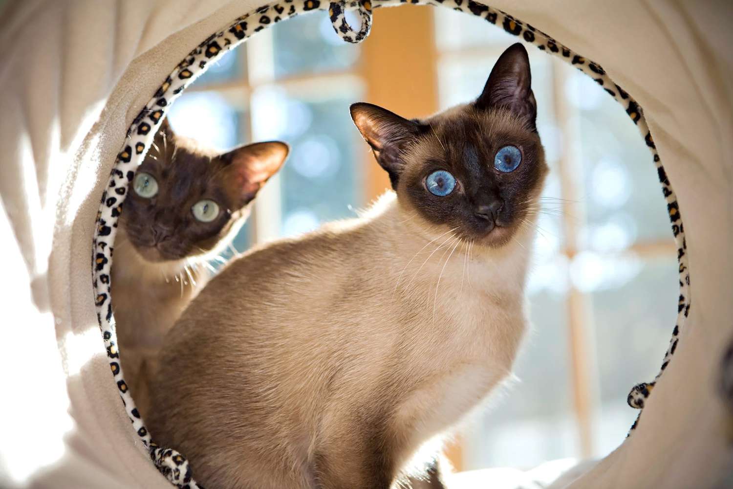 two tonkinese cats
