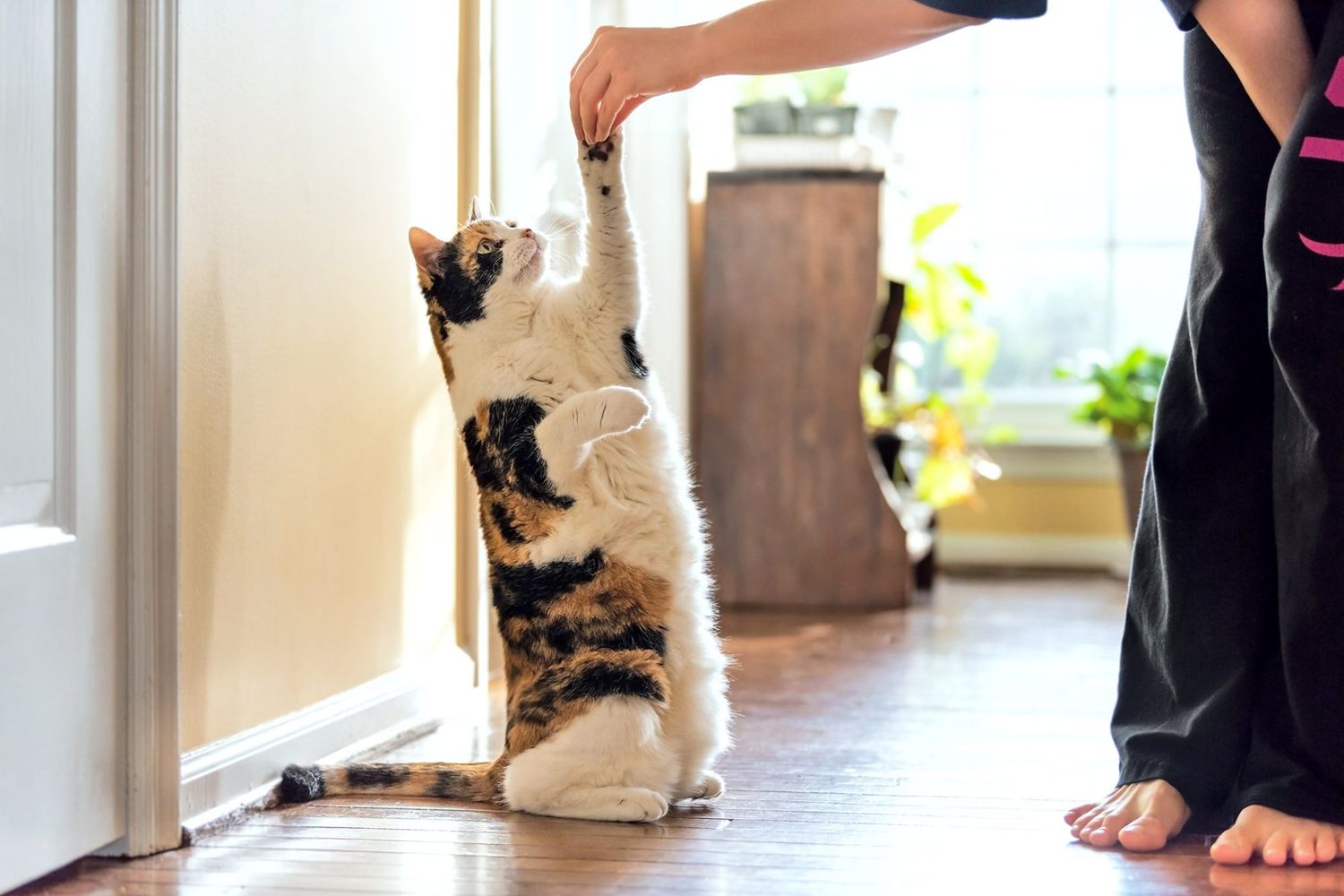 Calico cat playing game, sitting on hind legs learning cat tricks from a woman