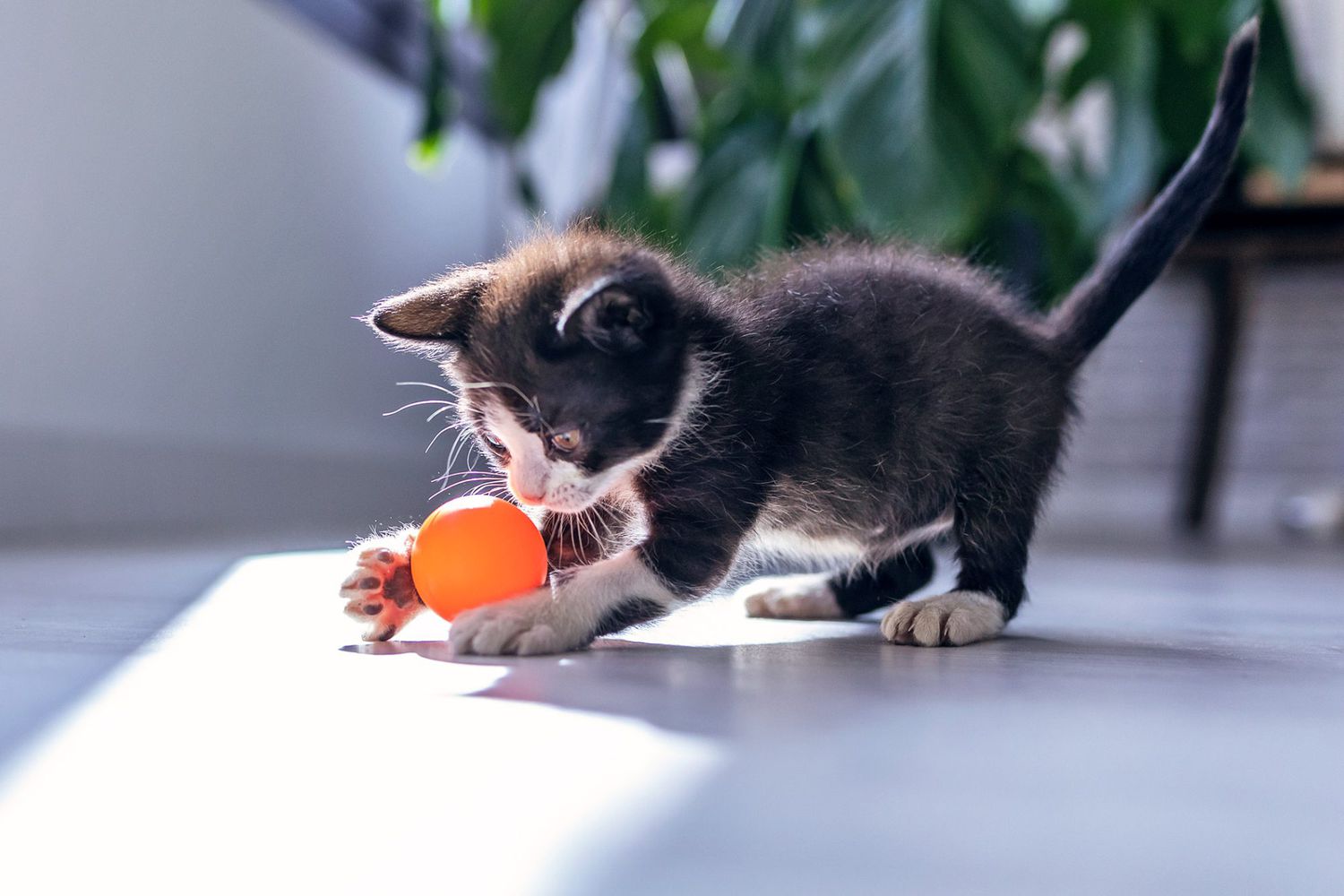 black kitten playing cat game, fetching ball