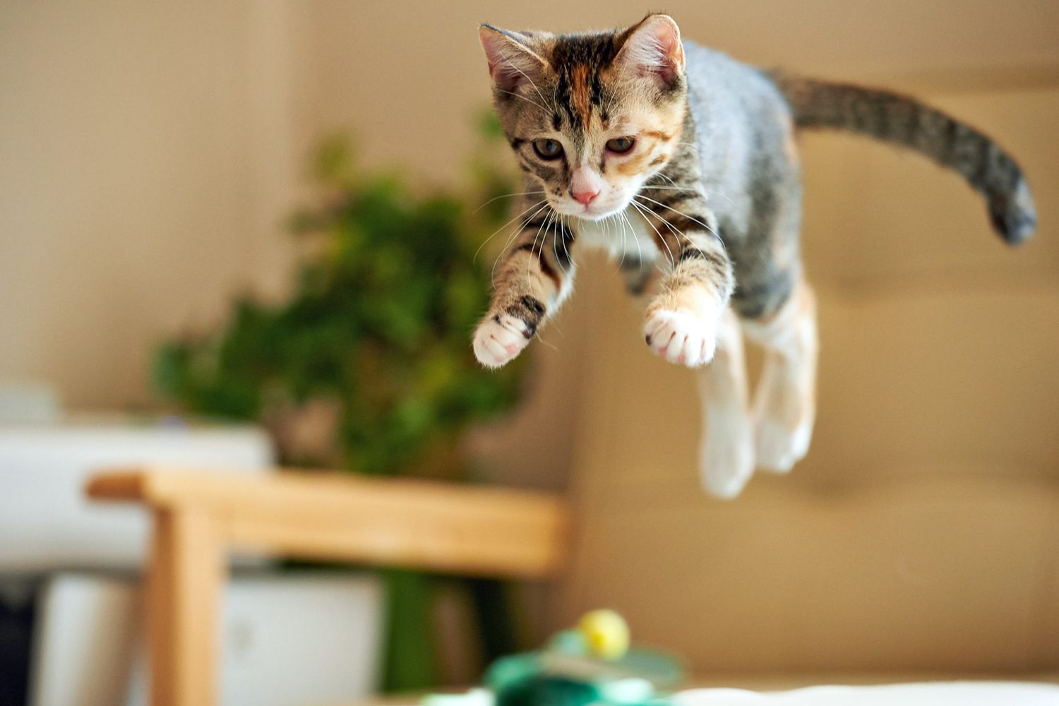 tabby kitten playing cat game, jumping in air and chasing motorized cat toy