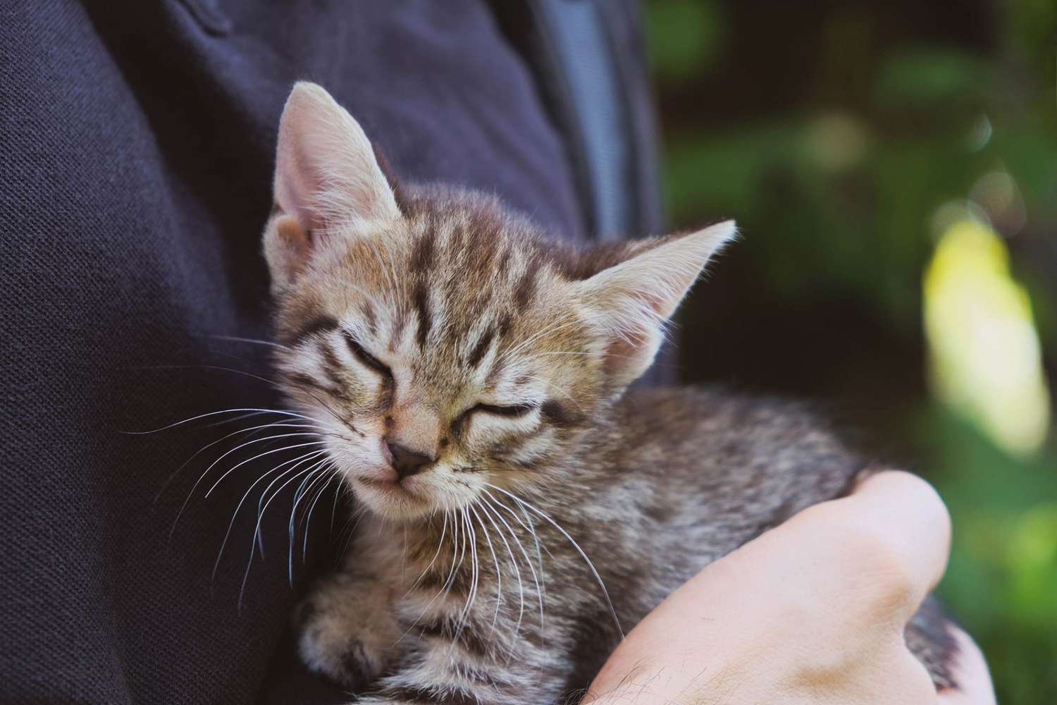 person holding grey tabby kitten close the chest