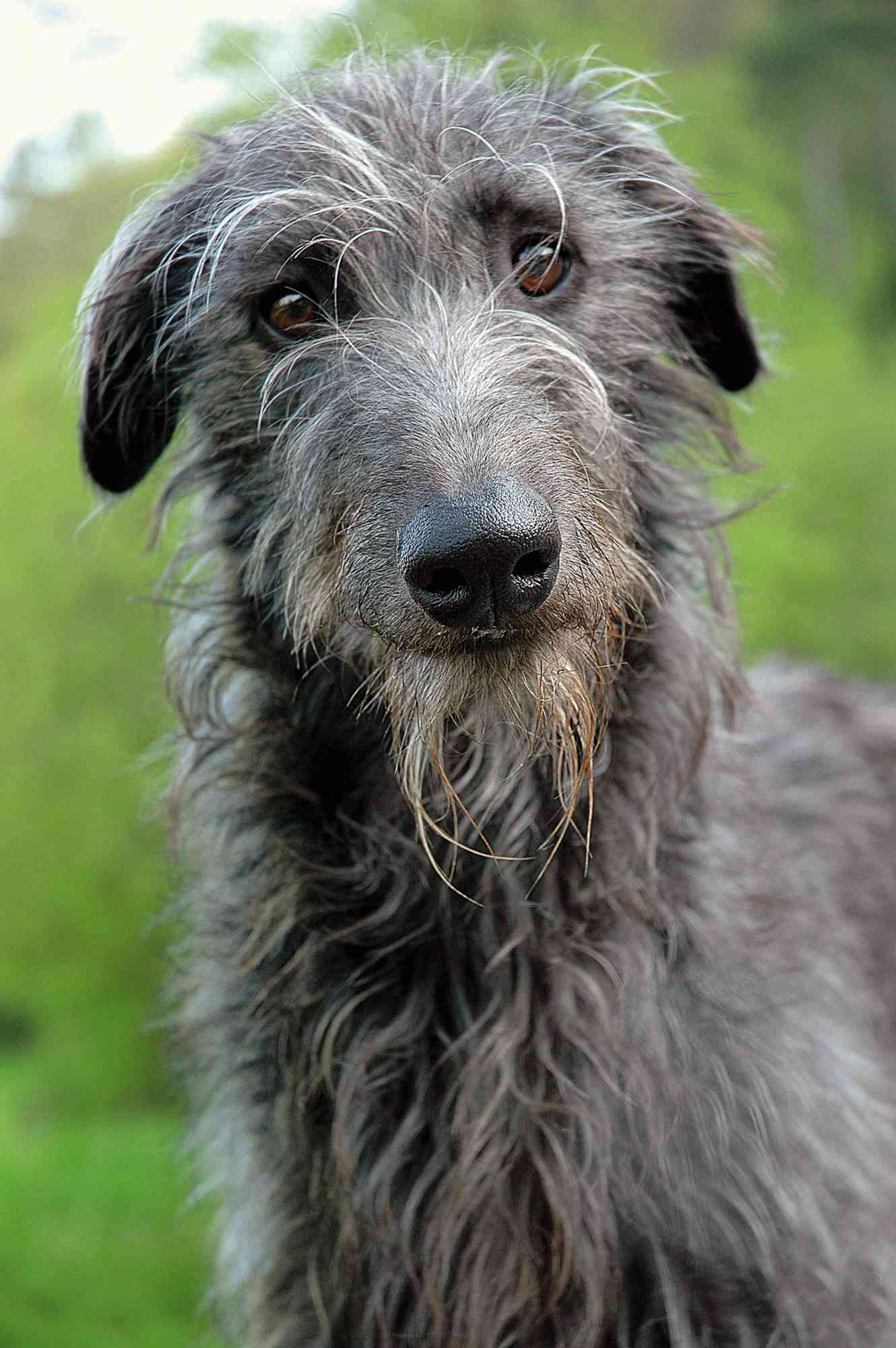 head and shoulders portrait of Scottish Deerhound