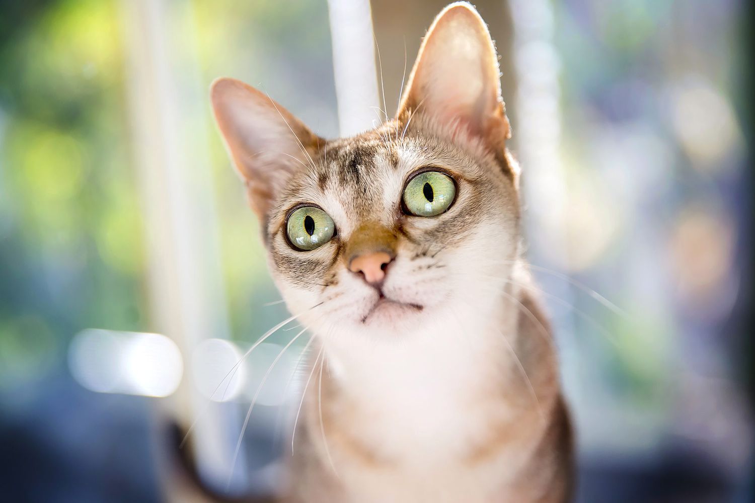 close up headshot of young Singapura cat with green eyes