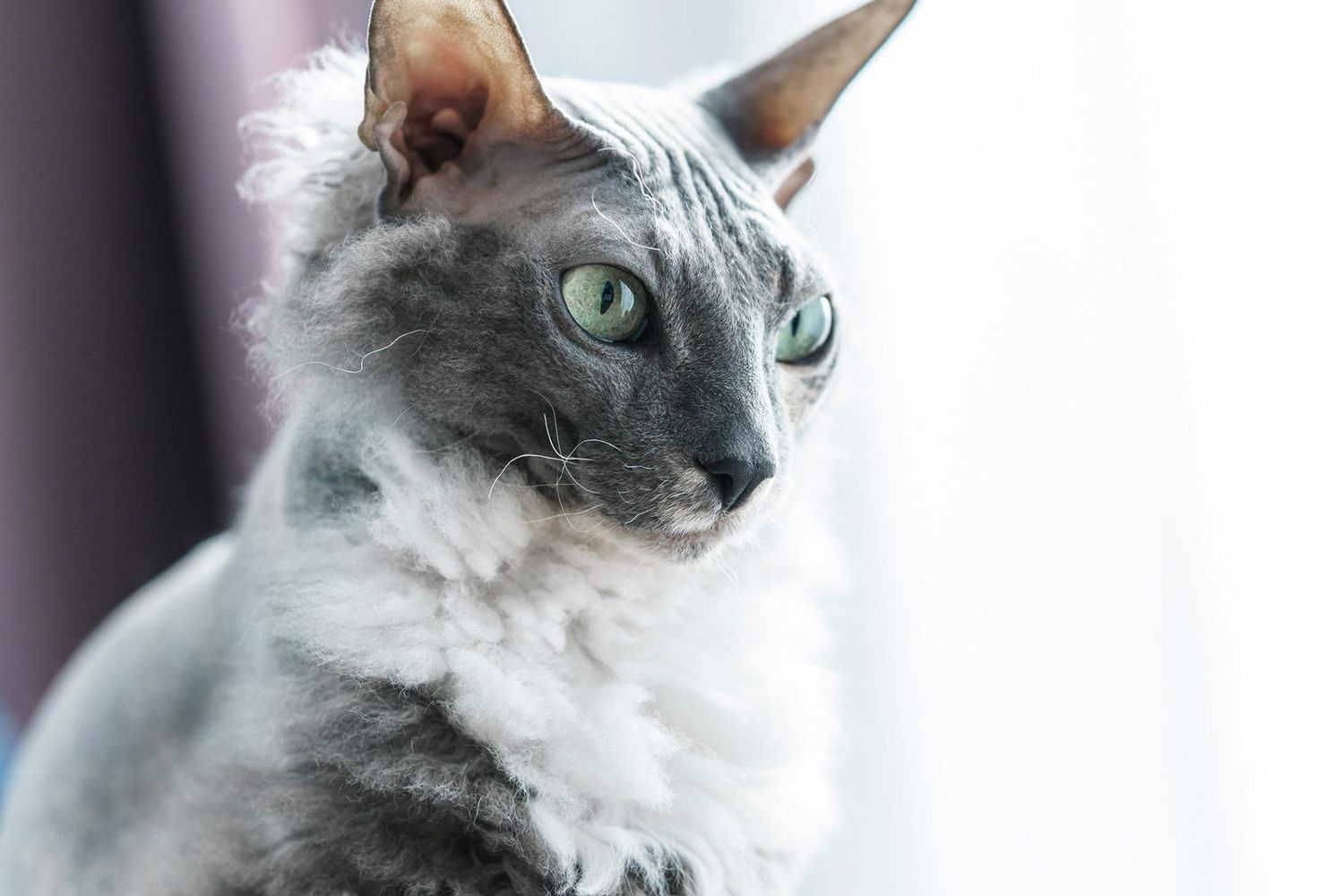 head and shoulders shot of a grey and white donskoy cat with light green eyes