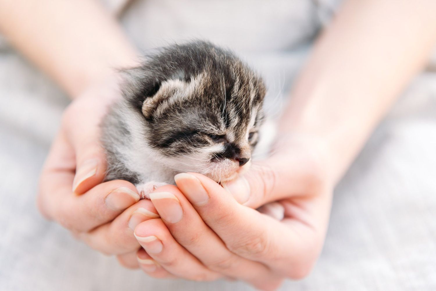 Woman holding tiny kitten in her hands
