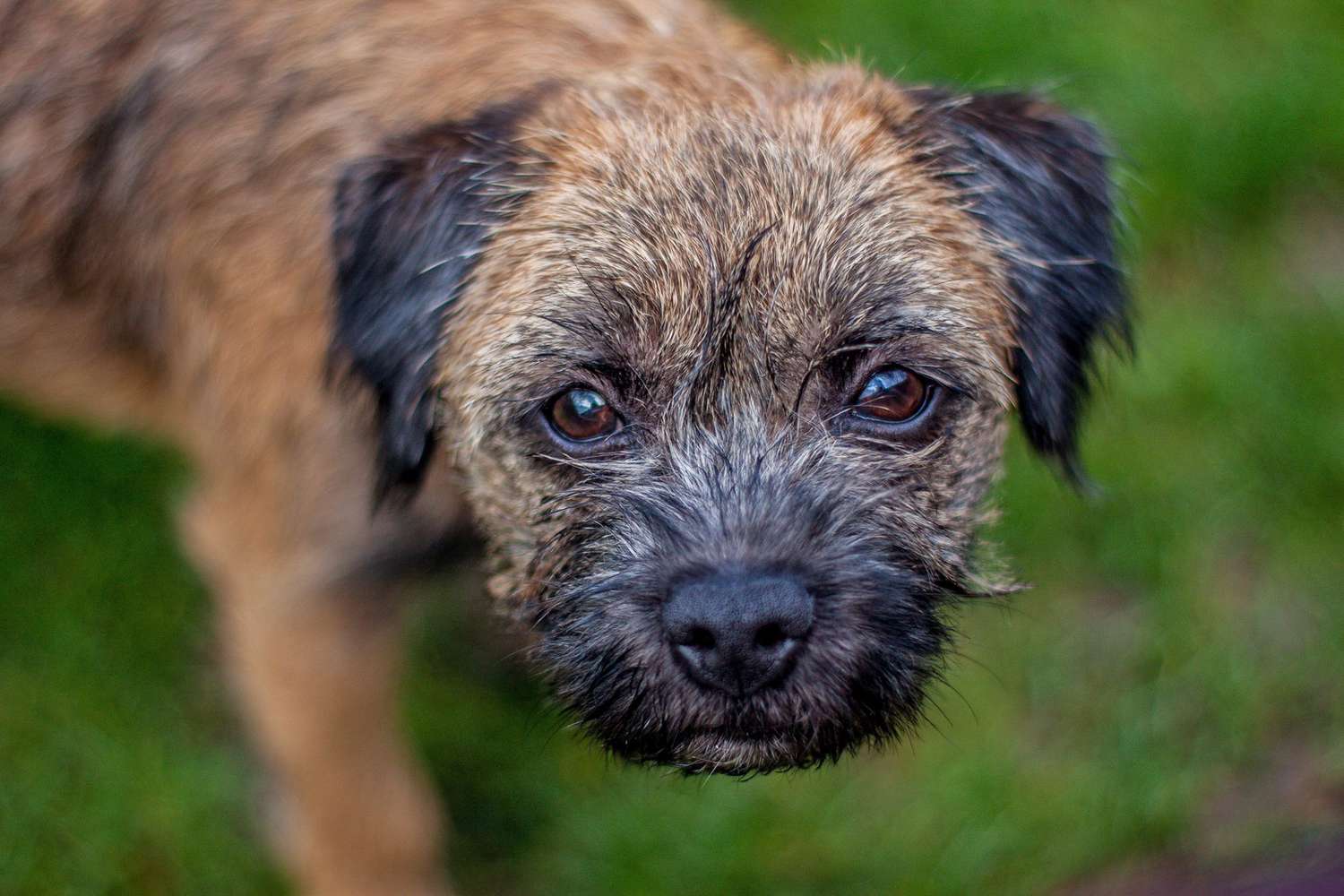 close up images of a Border Terrier looking up at the camera