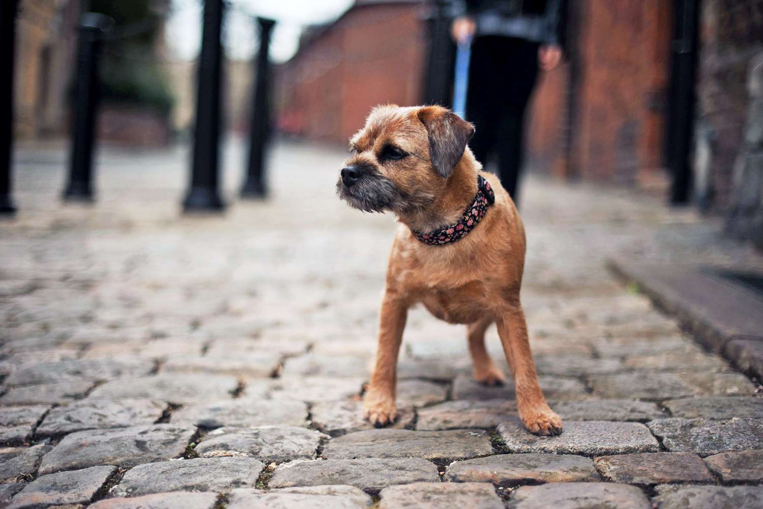 Border Terrier on leash walking a cobble street