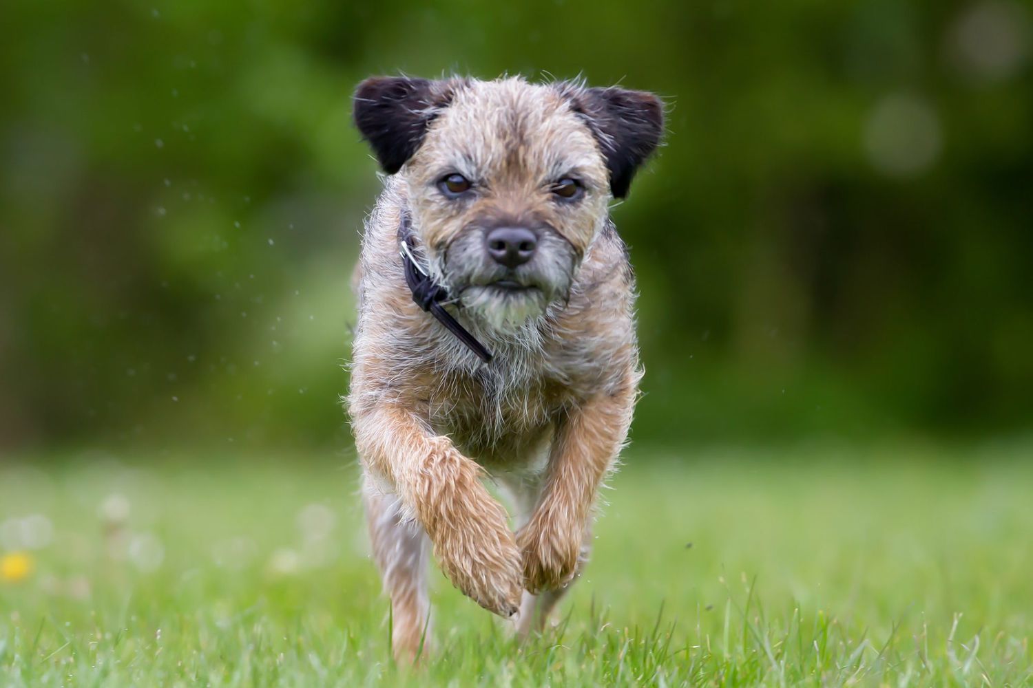Border Terrier running in grass