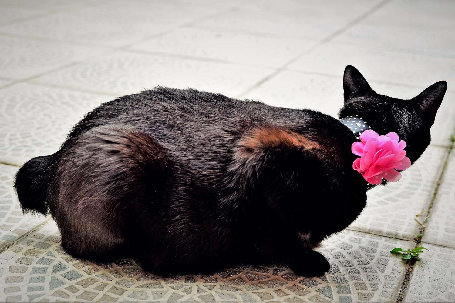 black Japanese Bobtail squatting on outdoor patio wearing a color with a pink flower