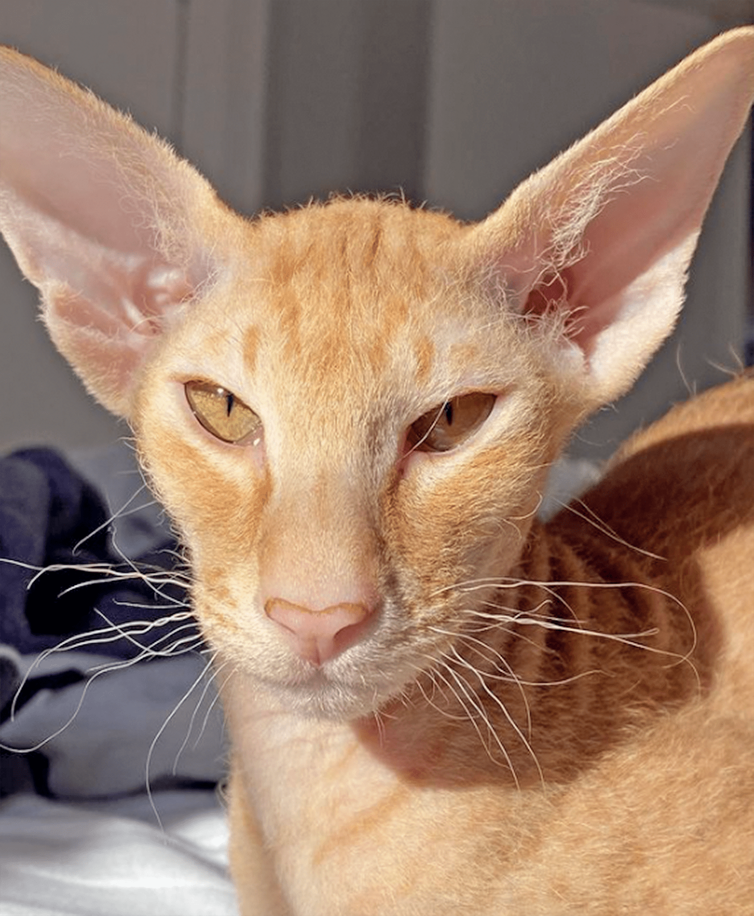 orange peterbald cat portrait