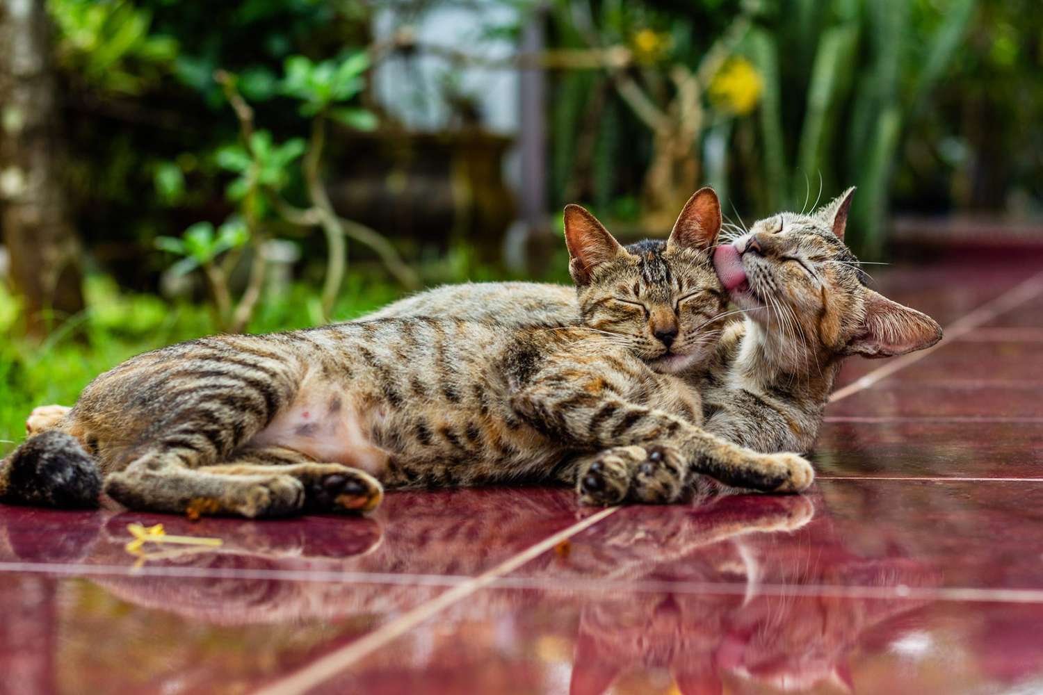 two European Shorthair cats snuggling with one grooming the other