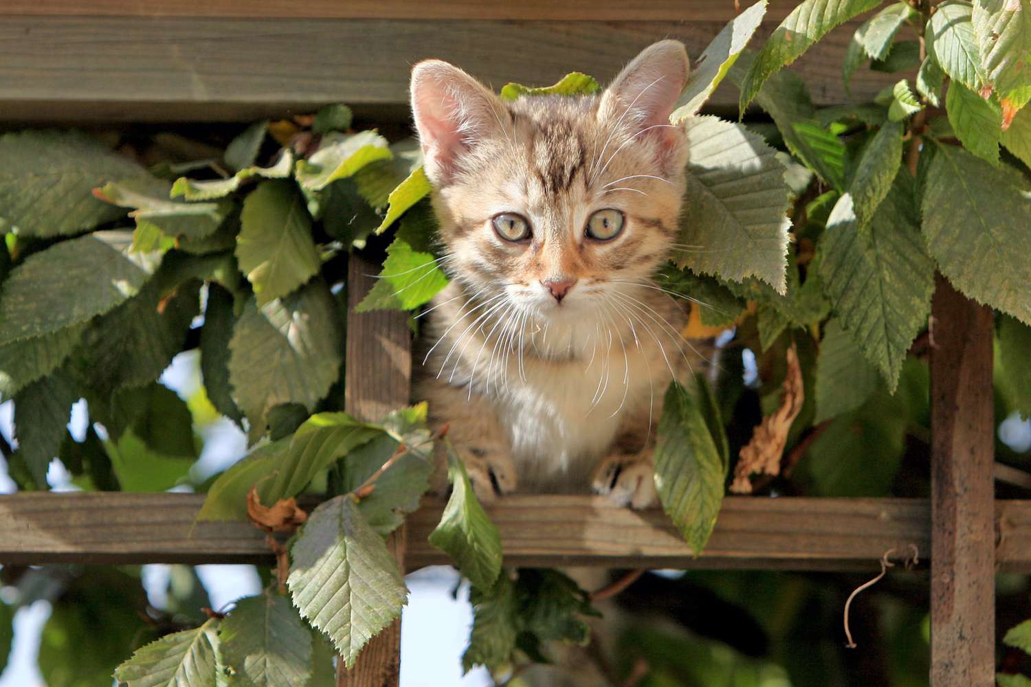 European Shorthair kitten climbing trellis
