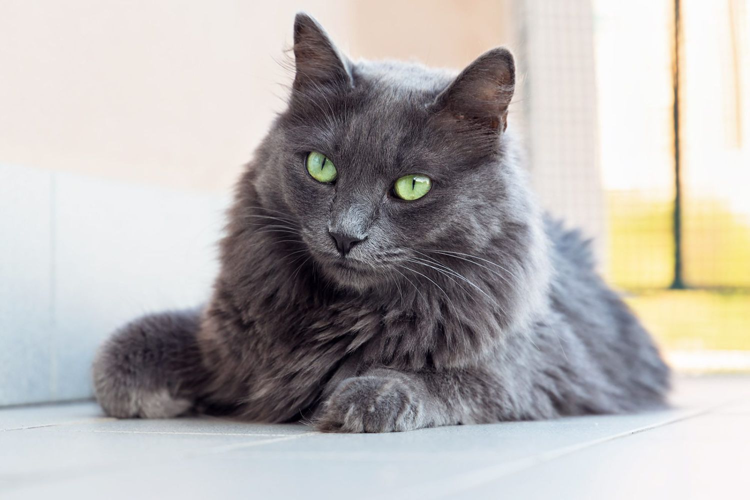 grey Nebelung cat laying on the floor