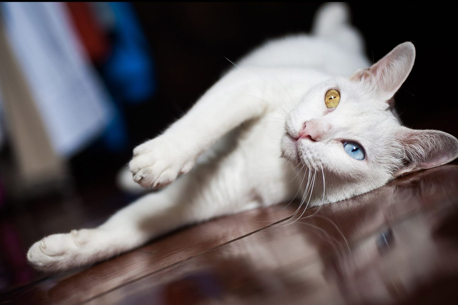 white Khao Manee laying on the floor with one blue eye and one gold eye