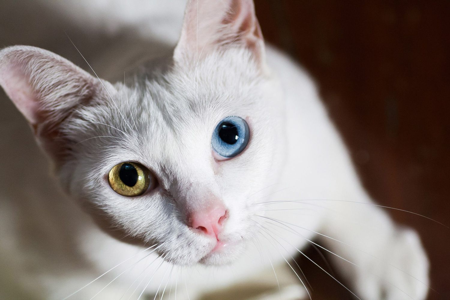 white Khao Manee looking up at the camera with one blue eye and one gold eye