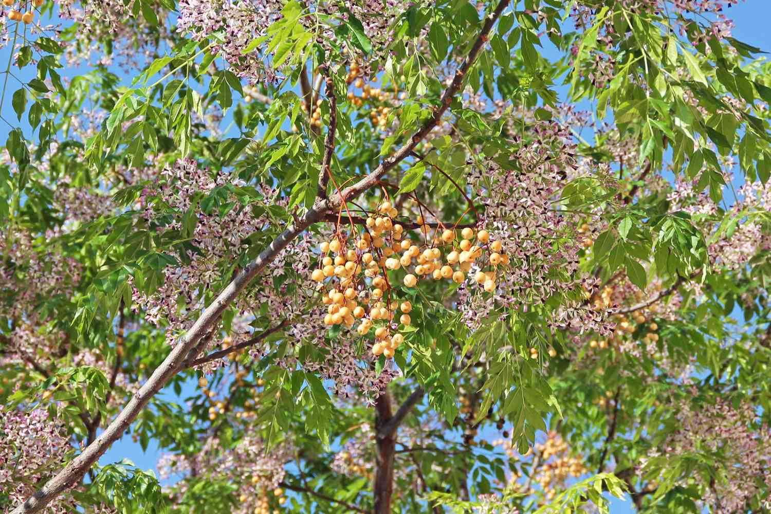 chinaberry tree with both light lavender blooms and yellow berries