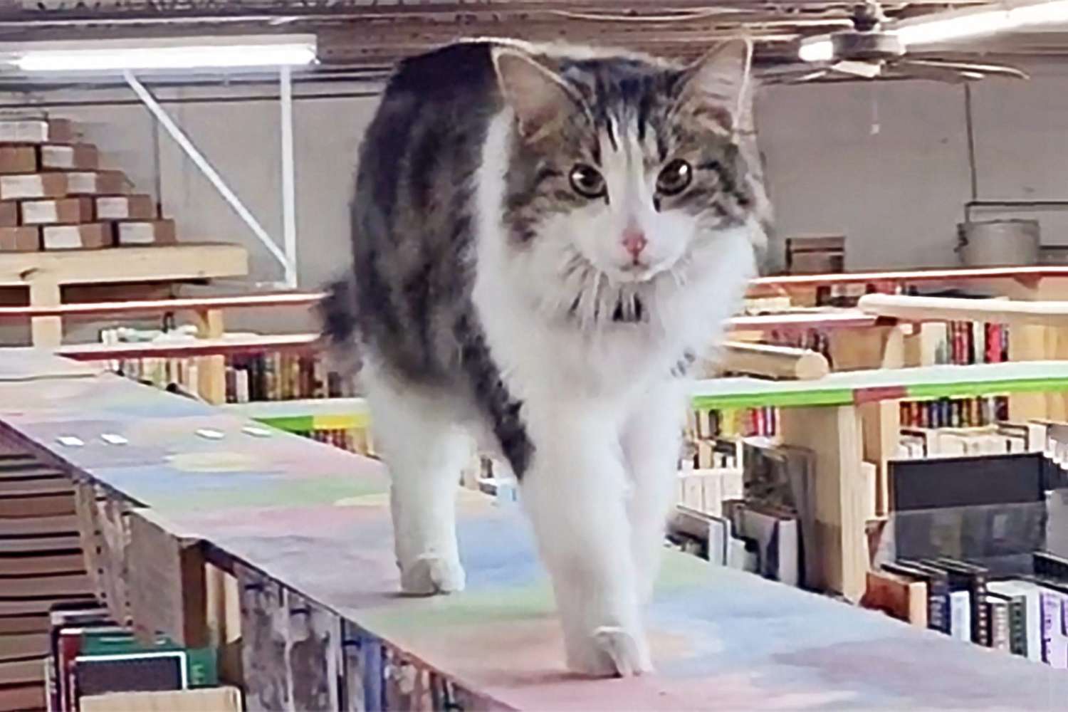 cat walking on top of the bookshelves like a catwalk