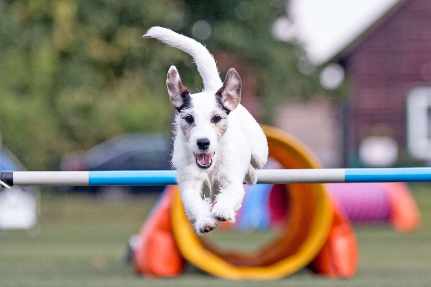 dog playing on agility course in his backyard