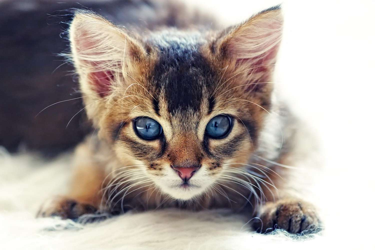 Somali kitten closeup