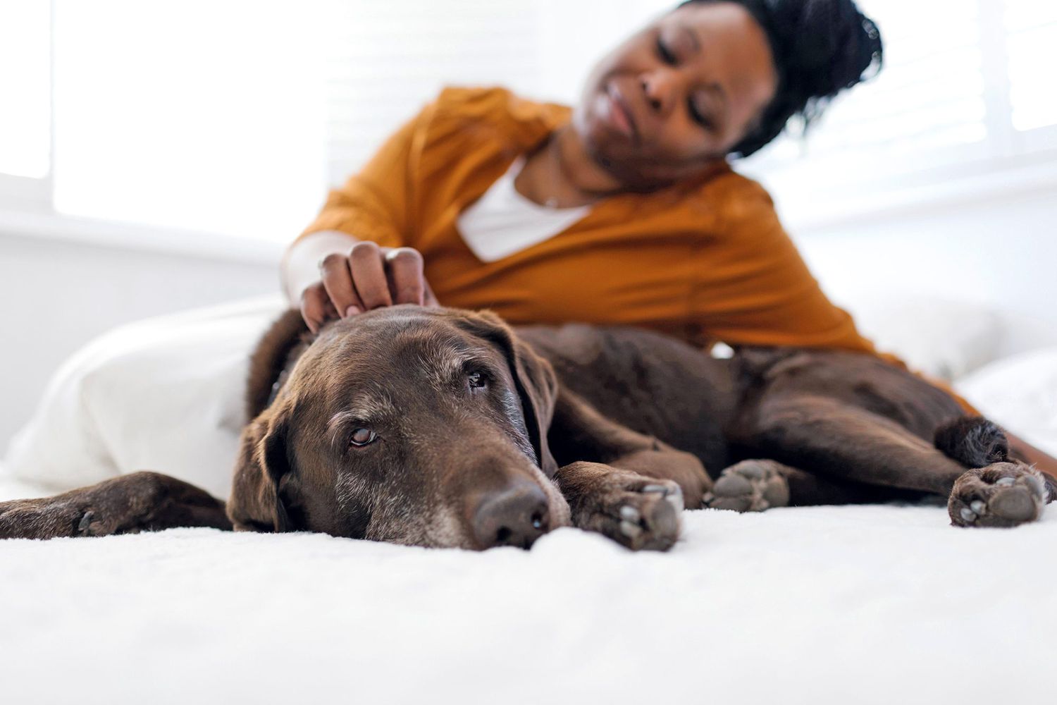 woman petting dog that is laying on bed