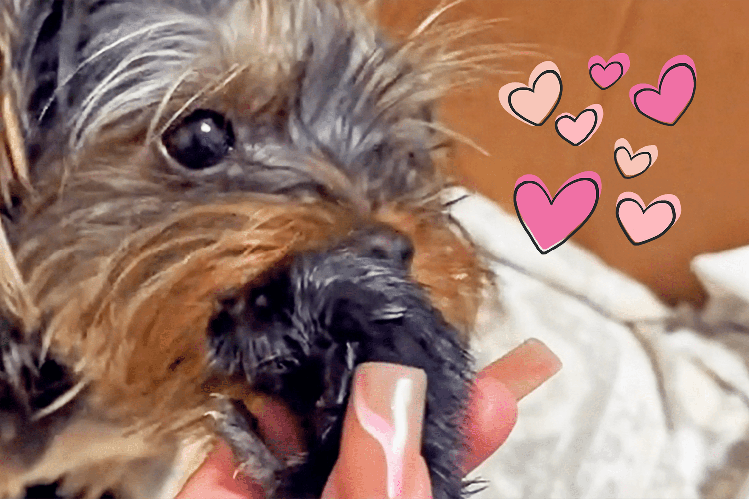 Yorkie kissing and licking kitten as if her own