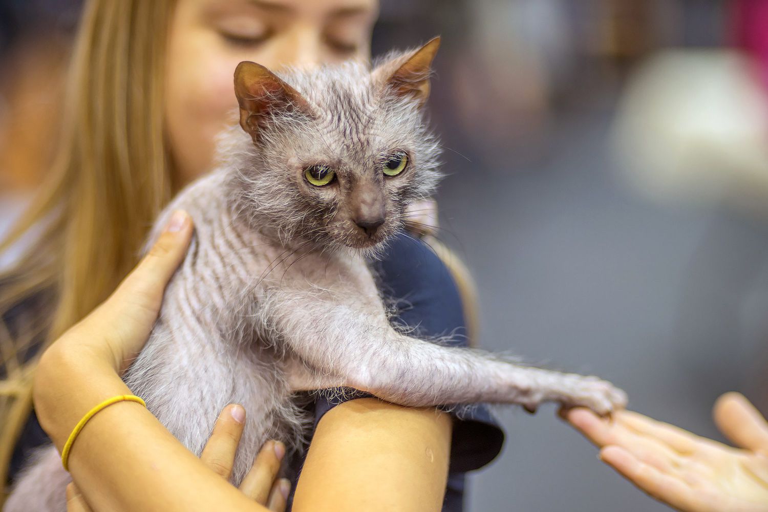 woman holding Lykoi cat in arms