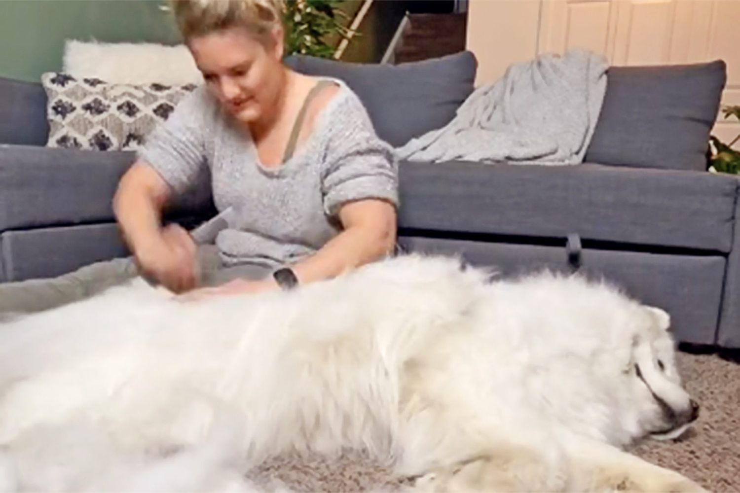 woman combing and grooming and Samoyed