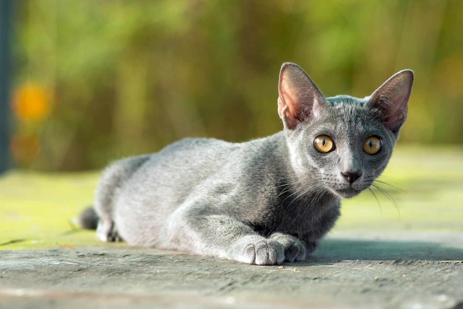 korat lying down with a green background