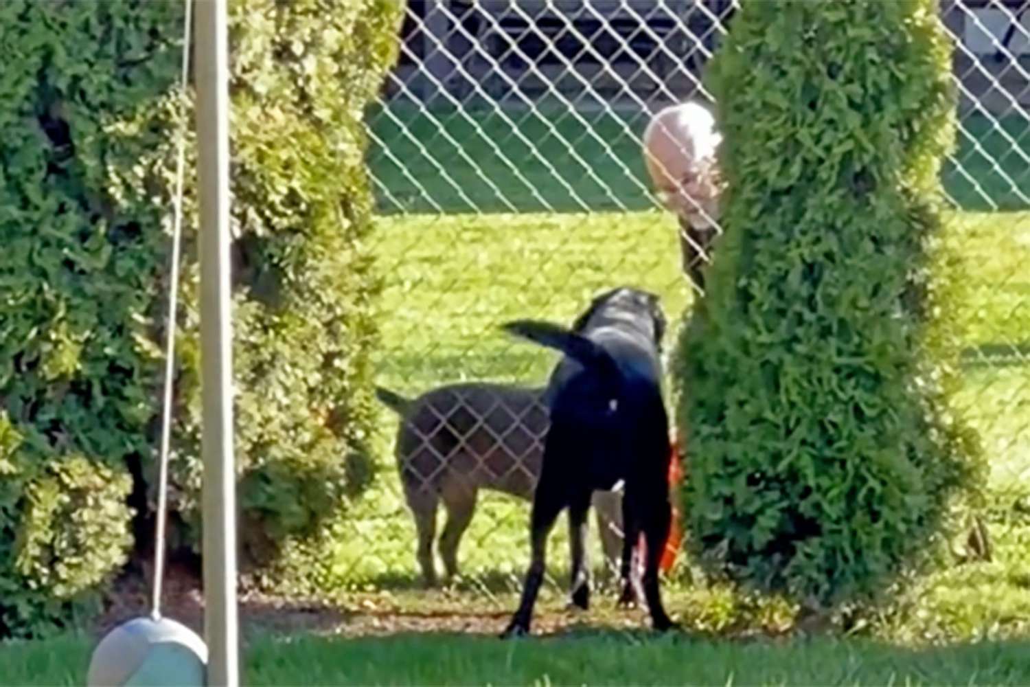 neighbor playing fetch with dog over fence